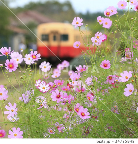 秋桜と小湊鉄道 秋桜と小湊鉄道 34735948