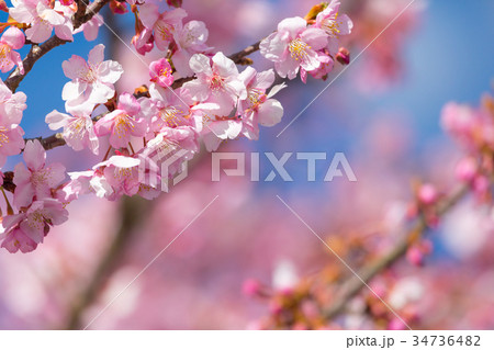 河津桜　桜　早咲きの桜　伊豆　静岡さくら　サクラ　画像素材　コピースペース　背景素材　文字入れ 34736482