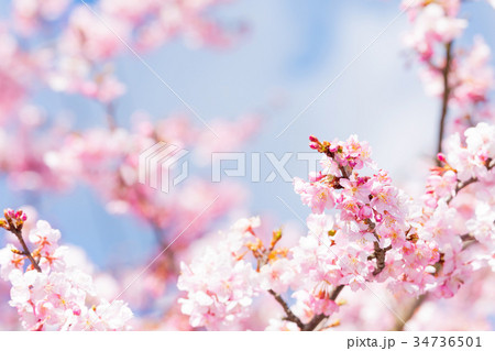河津桜　桜　早咲きの桜　伊豆　静岡さくら　サクラ　画像素材　コピースペース　背景素材　文字入れ 34736501