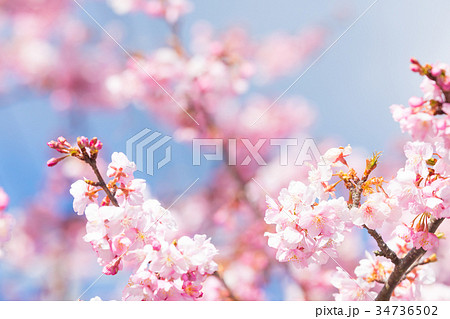 河津桜　桜　早咲きの桜　伊豆　静岡さくら　サクラ　画像素材　コピースペース　背景素材　文字入れ 34736502