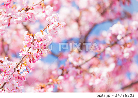 河津桜　桜　早咲きの桜　伊豆　静岡さくら　サクラ　画像素材　コピースペース　背景素材　文字入れ 34736503