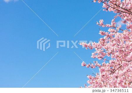 河津桜 桜 早咲きの桜 伊豆 静岡さくら サクラ 画像素材 コピースペース 背景素材 文字入れ 河津桜 桜 早咲きの桜 伊豆 静岡さくら サクラ 画像素材 コピースペース 背景素材 文字入れ 34736511