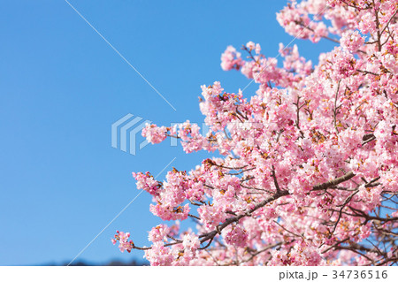 河津桜 桜 早咲きの桜 伊豆 静岡さくら サクラ 画像素材 コピースペース 背景素材 文字入れ 河津桜 桜 早咲きの桜 伊豆 静岡さくら サクラ 画像素材 コピースペース 背景素材 文字入れ 34736516
