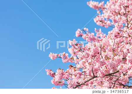河津桜 桜 早咲きの桜 伊豆 静岡さくら サクラ 画像素材 コピースペース 背景素材 文字入れ 河津桜 桜 早咲きの桜 伊豆 静岡さくら サクラ 画像素材 コピースペース 背景素材 文字入れ 34736517