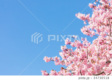 河津桜 桜 早咲きの桜 伊豆 静岡さくら サクラ 画像素材 コピースペース 背景素材 文字入れ 河津桜 桜 早咲きの桜 伊豆 静岡さくら サクラ 画像素材 コピースペース 背景素材 文字入れ 34736518