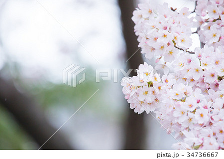 桜の画像素材 そめいよしの さくら クローズアップ 接写 コピースペース 桜の画像素材 そめいよしの さくら クローズアップ 接写 コピースペース 34736667
