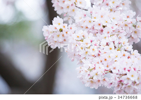 桜の画像素材　そめいよしの　さくら　クローズアップ　接写　コピースペース 34736668