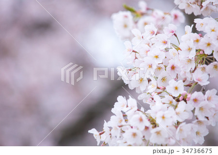 桜の画像素材 そめいよしの さくら クローズアップ 接写 コピースペース 桜の画像素材 そめいよしの さくら クローズアップ 接写 コピースペース 34736675