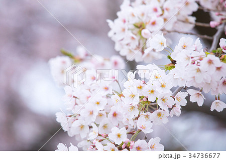 桜の画像素材 そめいよしの さくら クローズアップ 接写 コピースペース 桜の画像素材 そめいよしの さくら クローズアップ 接写 コピースペース 34736677