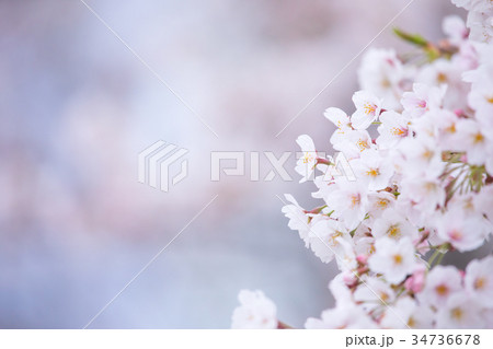 桜の画像素材　そめいよしの　さくら　クローズアップ　接写　コピースペース 34736678
