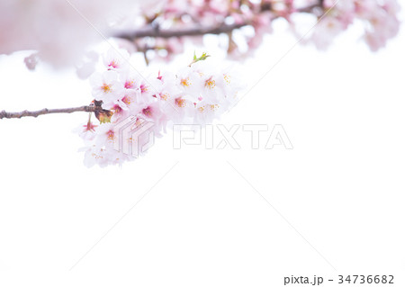 桜の画像素材 そめいよしの さくら クローズアップ 接写 コピースペース 桜の画像素材 そめいよしの さくら クローズアップ 接写 コピースペース 34736682