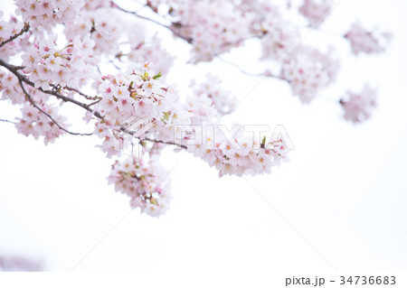桜の画像素材 そめいよしの さくら クローズアップ 接写 コピースペース 桜の画像素材 そめいよしの さくら クローズアップ 接写 コピースペース 34736683
