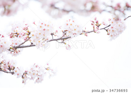 桜の画像素材　そめいよしの　さくら　クローズアップ　接写　コピースペース 34736693