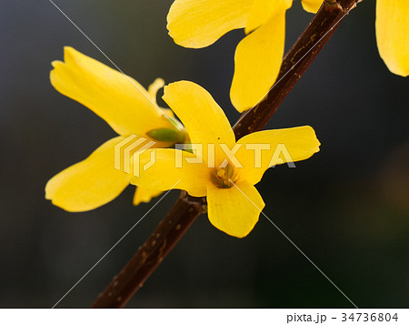 Golden Bells Plant Forsythia 34736804