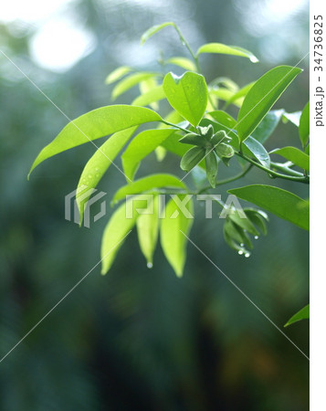 green yellow aroma flower of large creeping plant 34736825
