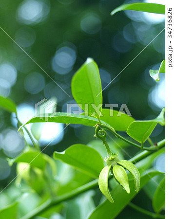 green yellow aroma flower of large creeping plant 34736826