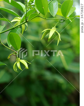green yellow aroma flower of large creeping plant green yellow aroma flower of large creeping plant 34736827