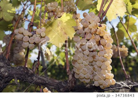 Golden Grapes Vine Autumn Sun Amber 34736843