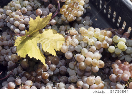 Grapes Amber Harvest Crate Leaf 34736844