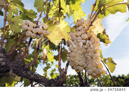 Grapes Vineyard Harvesting Vine Amber Rkatsiteli Grapes Vineyard Harvesting Vine Amber Rkatsiteli 34736845
