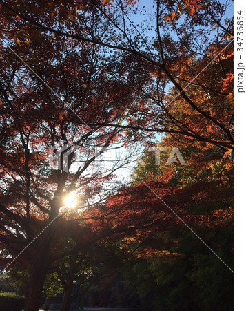 夕焼けと紅葉 34736854