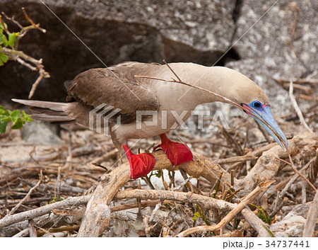 Red-footed booby 34737441
