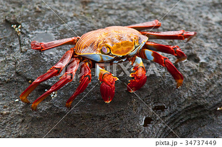 Sally Lightfoot Crab 34737449