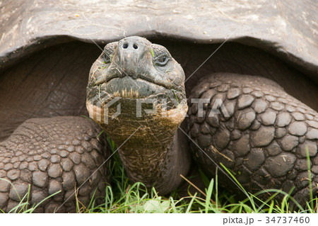 Closeup of Galapagos Tortoise Closeup of Galapagos Tortoise 34737460