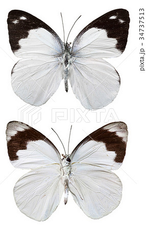 Plain Puffin Butterfly Plain Puffin Butterfly 34737513