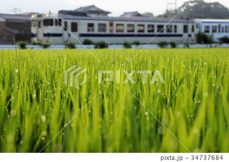 朝露 朝露 34737684