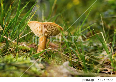 Single orange camelina mushroom grows in grass Single orange camelina mushroom grows in grass 34738628