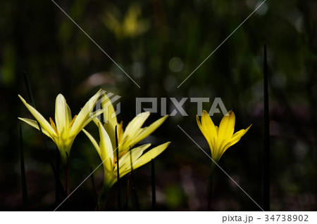 Beautiful Rain Lily Flower Beautiful Rain Lily Flower 34738902