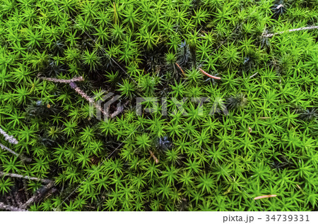 moss as wallpaper moss as wallpaper 34739331