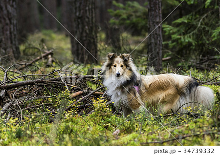 Little Shetland Shepherd 34739332