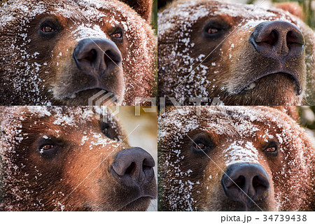 emotions collage of brown bear muzzle in snow 34739438