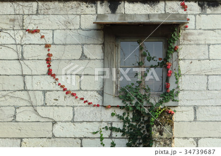 ツタウルシの窓 34739687