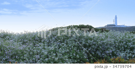 ハマダイコン咲く犬吠埼 34739704