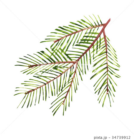 Watercolor Christmas tree branches. Hand painted 34739912