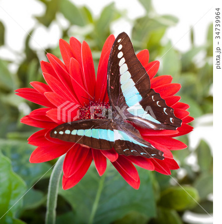 Bluebottle Butterfly 34739964