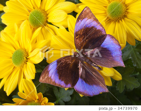 The Saturn Butterfly 34739970