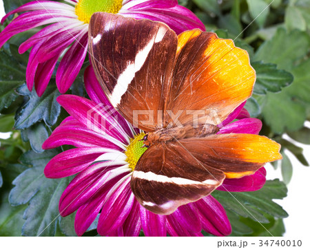 Jungle Glory Butterfly 34740010