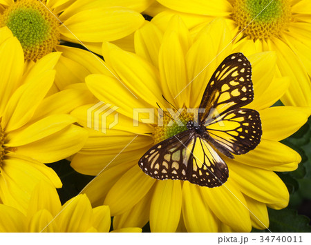 Yellow Glassy Tiger Butterfly 34740011
