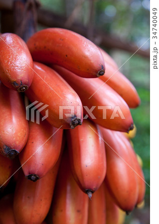 Bunch Ripe Bananas 34740049