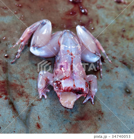 Skinned frog ready to cook, for sale 34740053