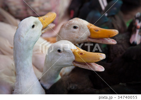 Geese for sale in local market 34740055