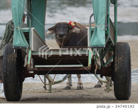 由布島の水牛 由布島の水牛 34740192