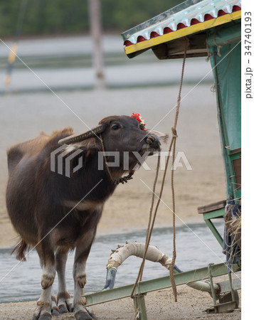由布島の水牛 由布島の水牛 34740193
