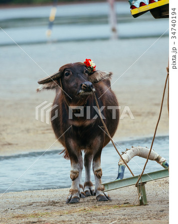 由布島の水牛 34740194