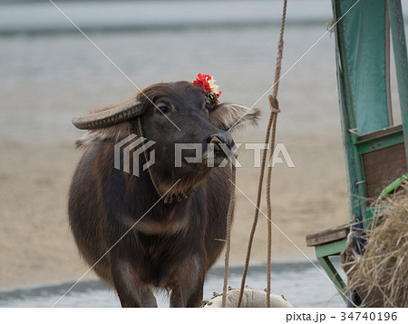 由布島の水牛 由布島の水牛 34740196
