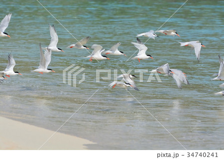宮古島/夏の風景 宮古島/夏の風景 34740241